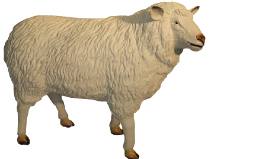 Schaf in voller Größe
