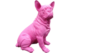 Französische Bulldogge klein
